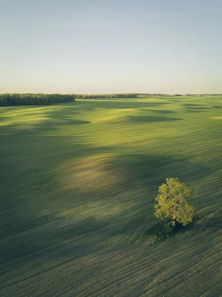 Вид с воздуха на зеленое поле и дерево над головой — стоковое фото