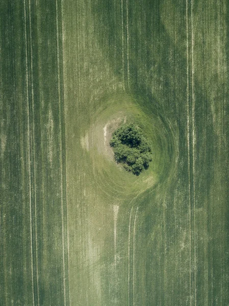 Вид с воздуха на зеленое поле и одинокое дерево . — стоковое фото
