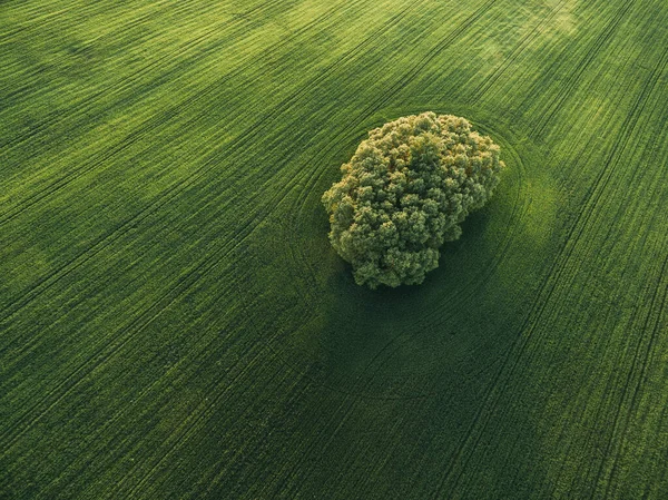 Vista aérea de un árbol en una tierra agrícola en un día brillante y soleado —  Fotos de Stock