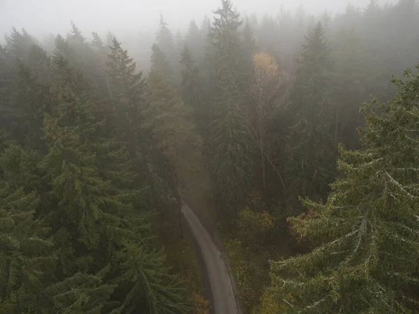 Pins arboricoles et route solitaire capturés d'en haut avec un drone . — Photo