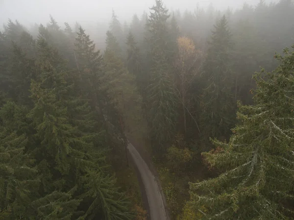 Foggy tree pines and lonely road captured from above with a drone.