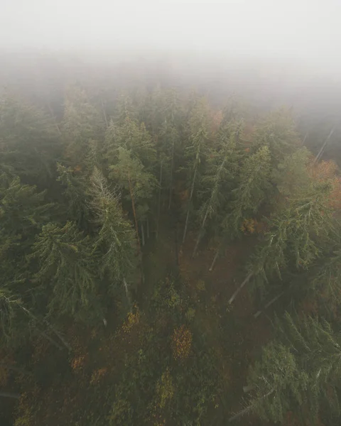 Vue aérienne d'épinettes sauvages et de sapins . — Photo