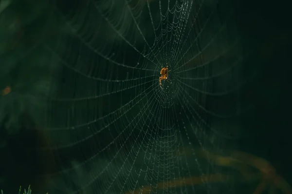 A fêmea da vespa-aranha se senta no centro de sua teia de aranha com sua presa — Fotografia de Stock