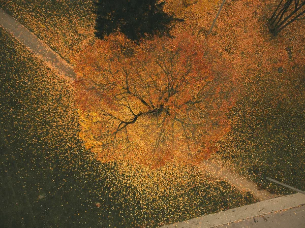 Landscape city park in a beautiful autumn day. View from above on trees with orange and yellow leaves and track. Top view