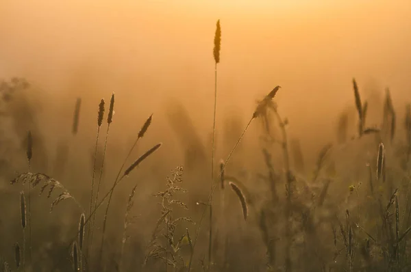 Zboară pe iarba înaltă în lumina dimineții de primăvară cu fundal cețos — Fotografie, imagine de stoc