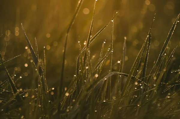 Pădure proaspătă grosimi de iarbă în picături de rouă de dimineață spumante în lumina soarelui — Fotografie, imagine de stoc