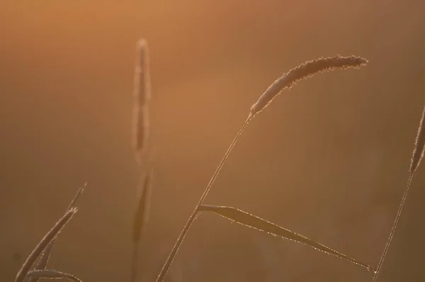 Lunca apusului de soare cu iarbă sălbatică în lumina serii — Fotografie, imagine de stoc