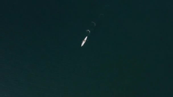 Aerial drone birds eye view of young man exercising sup board in the blue sea — Vídeos de Stock