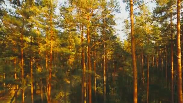 Дикий сосновый лес с зеленым мхом под деревьями. Перемещение между деревьями в прекрасный солнечный вечер на закате — стоковое видео