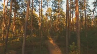 Ağaçların altında yeşil yosun olan vahşi çam ormanları. Güneşli bir sabahtan sonra ağaçlar arasında dolaşmak.