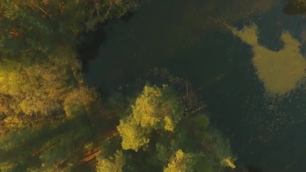 Bosque de pinos silvestres con musgo verde bajo los árboles. Moviéndose entre árboles en una hermosa mañana soleada justo después del amanecer . — Vídeo de stock