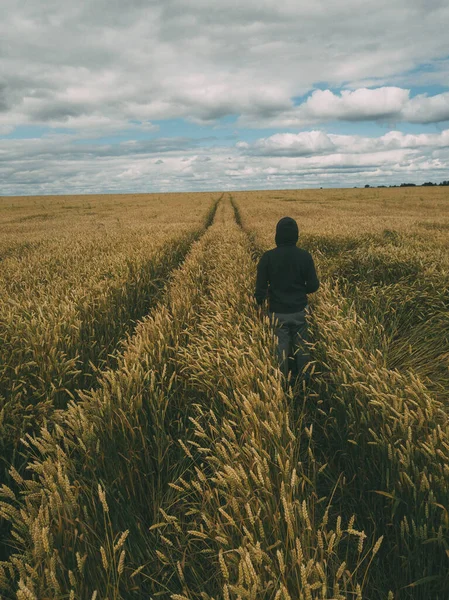 Człowiek chodzący w labiryncie kukurydzy. Chmurne niebo, złota kukurydza. — Zdjęcie stockowe