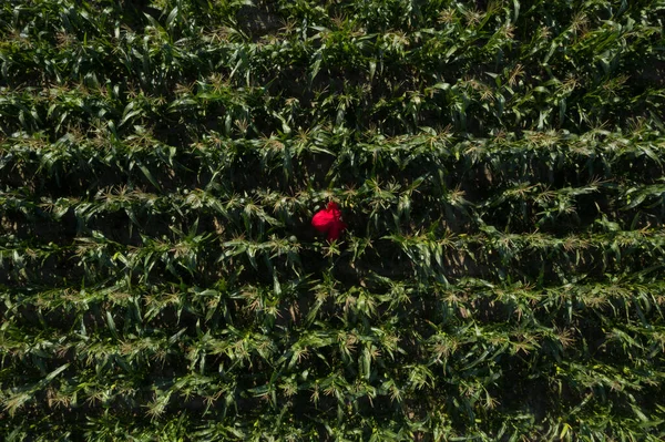 Groen veld van maïs groeien met een persoon — Stockfoto