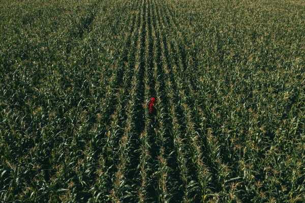Mann in einem großen Maisfeld — Stockfoto