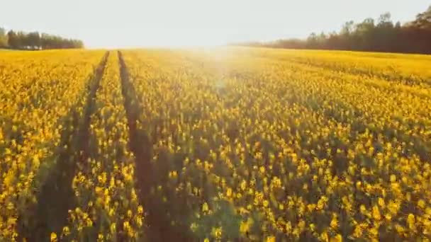 Drone aérien abattu sur un champ de colza et de canola. Champ de colza avec motif de paysage abstrait ondulé .