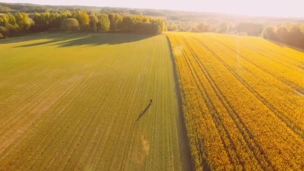 Der Mann fährt Motorrad auf dem Feld. Schönes gelbes Rapsfeld — Stockvideo