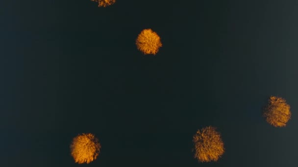Vue aérienne par drone des arbres solitaires dans le lac 