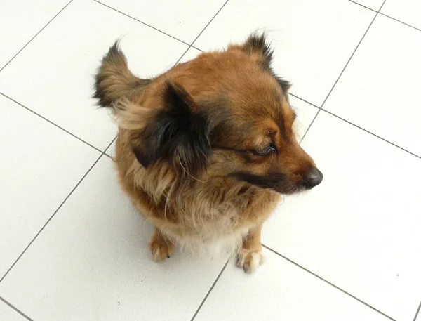 Peaceful cur dog top view. Calm female dog quietly looking around closeup in a large white tile floor