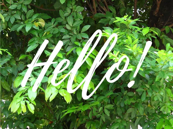 Hello Template Foliage Background Eco Friendly Events Greeting Cards Shit — Stock Photo, Image