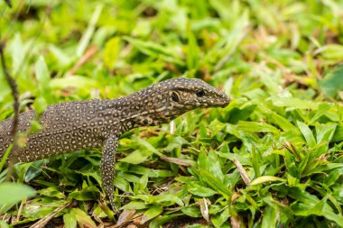 Küçük iguana Sri Lanka 'daki çay tarlasında kayadan dışarı bakar..