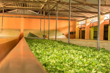 Çay, çay hasadını Handunugoda Çay Evi ve Çay Müzesi 'nde yapar. Ahangama, Sri Lanka