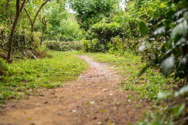 Çay, çay hasadını Handunugoda Çay Evi ve Çay Müzesi 'nde yapar. Ahangama, Sri Lanka