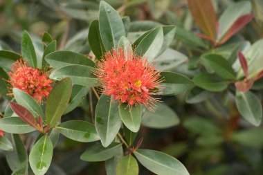 Çay, çay hasadını Handunugoda Çay Evi ve Çay Müzesi 'nde yapar. Ahangama, Sri Lanka
