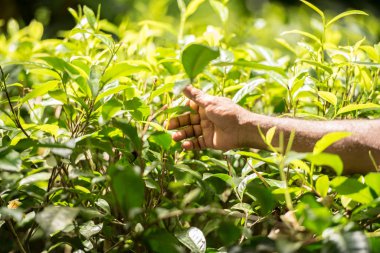 Çay, çay hasadını Handunugoda Çay Evi ve Çay Müzesi 'nde yapar. Ahangama, Sri Lanka