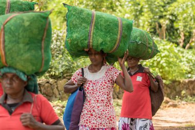 Ahangama, Sri Lanka. 17 Kasım 2019: Handunugoda Çay Evi ve Çay Müzesi 'nde. Ahangama, Sri Lanka