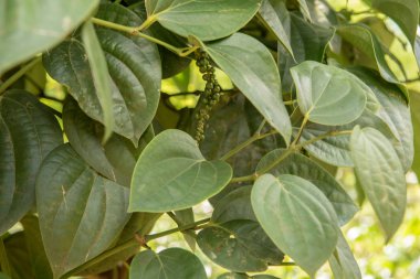 Çay, çay hasadını Handunugoda Çay Evi ve Çay Müzesi 'nde yapar. Ahangama, Sri Lanka