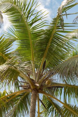 Mirissa, Sri Lanka 'nın batısındaki Hindistan cevizi palmiye tepesinde bulutlu bir gündoğumunda