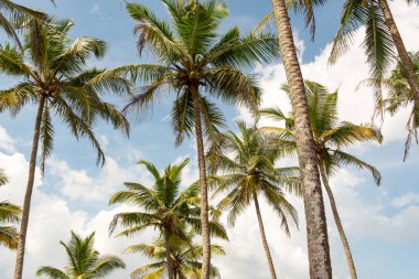 Mirissa, Sri Lanka 'nın batısındaki Hindistan cevizi palmiye tepesinde bulutlu bir gündoğumunda