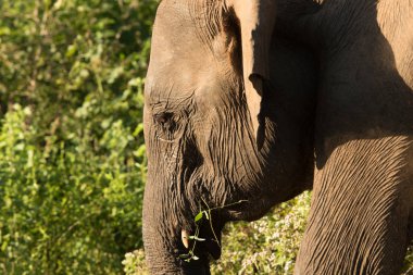 Sri Lanka 'daki Udawalawe Ulusal Parkı' nda fil sürüleri..