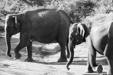 Sri Lanka 'daki Udawalawe Ulusal Parkı' nda fil sürüleri..