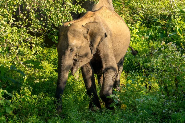 Troupeaux Éléphants Dans Parc National Udawalawe Sri Lanka — Photo