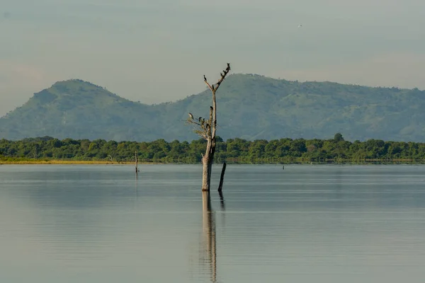 Sri Lanka Daki Udawalawe Milli Parkı Nda Göl — Stok fotoğraf
