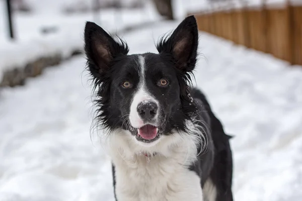 Adorable Cute Black White Border Collie Portrait White Snow Backgroun — Stock Photo, Image