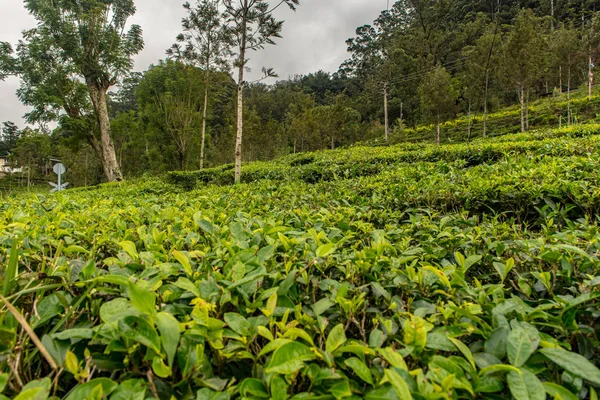 Tea Factory dans une plantation de thé près de Haputale. Sri Lanka . — Photo