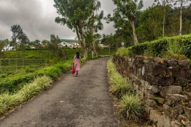Haputale, Sri Lanka - 23 Kasım 2019: Haputale yakınlarındaki çay tarlasında çay fabrikasında yürüyen yaşlı kadın. Sri Lanka.