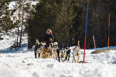 Grau Roig Andorra: 18 Şubat 2020: Grau Roig 'de köpekler tarafından çekilen kızaklar. Grandvalira İstasyonu, Grau Roig Andorra.