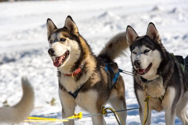 Grau Roig, Encamp, Andorra karlı manzara köpekler tarafından çekti kızaklarımız.
