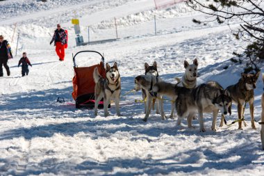 Grau Roig Andorra: 18 Şubat 2020: Grau Roig 'de köpekler tarafından çekilen kızaklar. Grandvalira İstasyonu, Grau Roig Andorra.