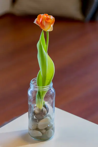 Belle Ampoule Tulipe Fleurs Orange Avec Lumière Naturelle Table Blanche — Photo