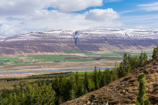 Akureyri冰岛的Kjarnaskogur森林 Kjarnaskogur 到处都是大石头和松树 — 图库照片
