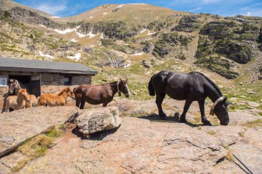 Yazın atlar Andorra dağlarında güzel bir günde.