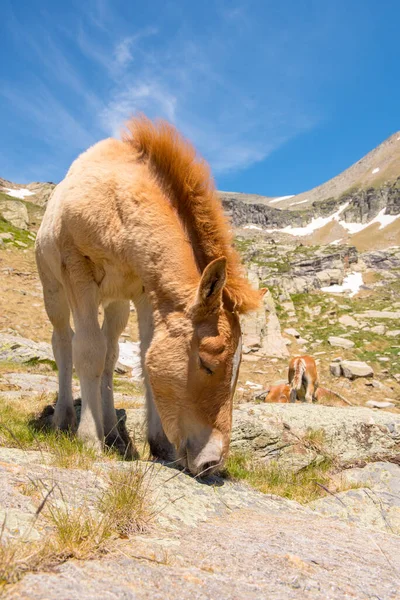 Horses Summer Beautiful Day Mountains Andorra — Stock Photo, Image