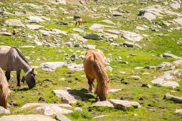 Лошади Летом Прекрасный День Горах Андорры — стоковое фото
