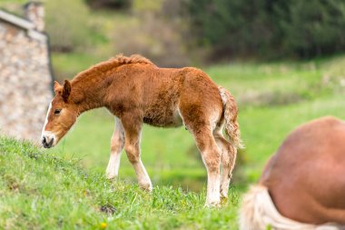 Yaz otlağındaki taylar