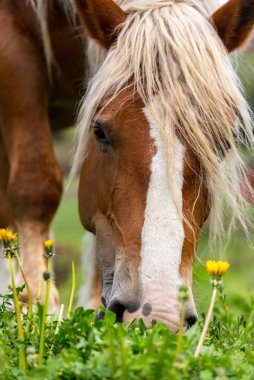 Yaz otlağındaki taylar