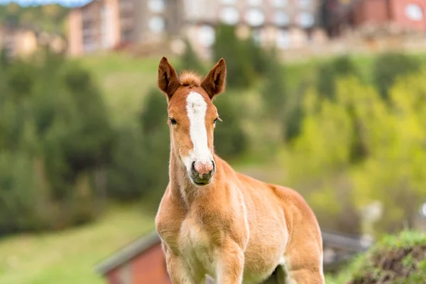 Foals Summer Pasture — Stock Photo, Image